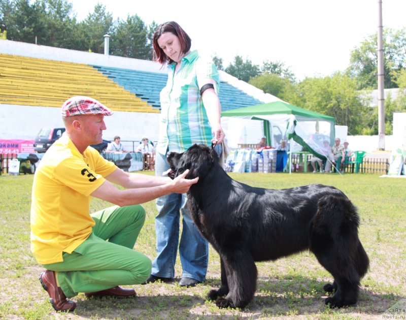 Фото: ньюфаундленд Akvatoriya Kelvin Tim Spirit (Акватория Келвин Тим Спирит)