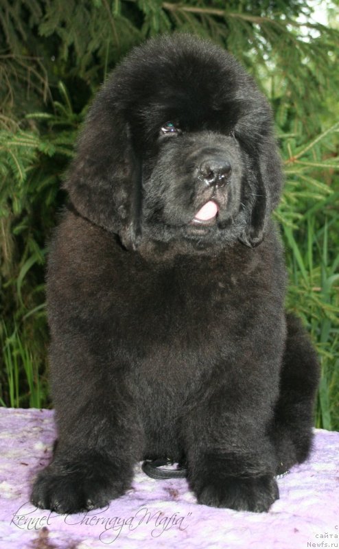 Фотография № 130622