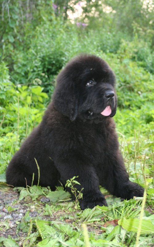 Фотография № 130623