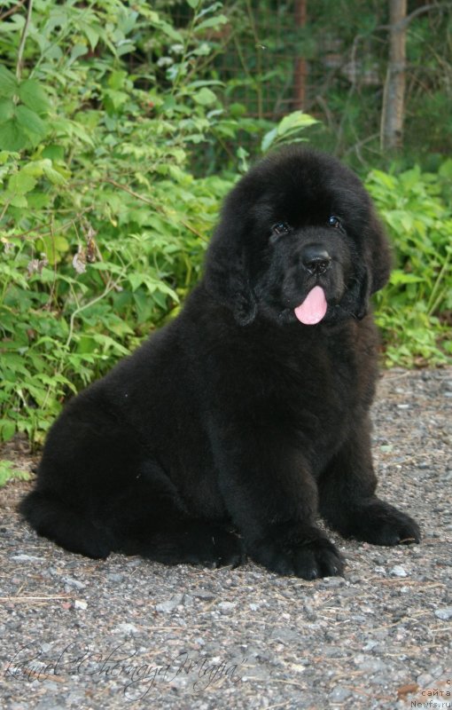 Фотография № 130624