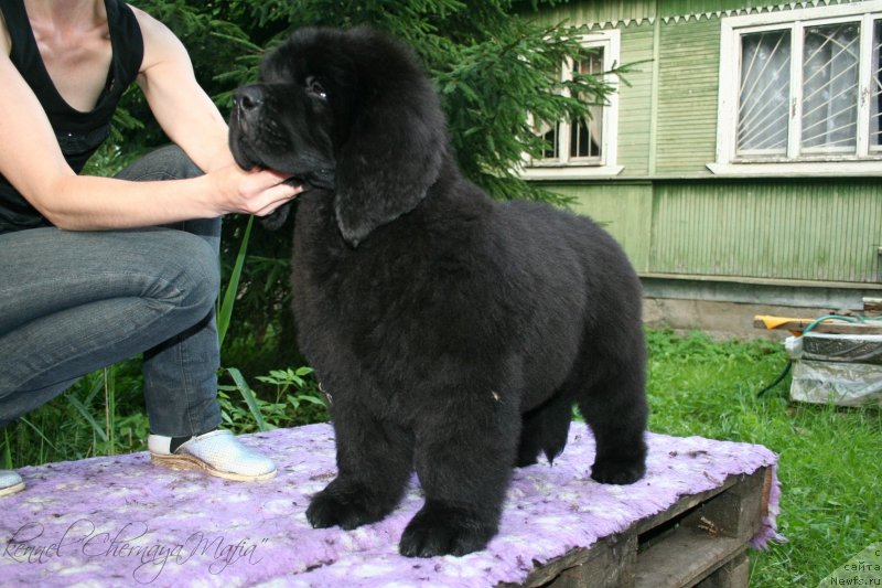 Фотография № 130625