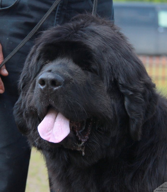 Фото: ньюфаундленд Akvatoriya Kelvin Ursula (Акватория Келвин Урсула)