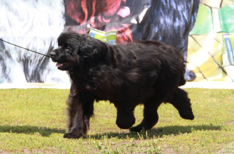 Фото: ньюфаундленд Akvatoriya Kelvin Zaskiya (Акватория Келвин Заския)