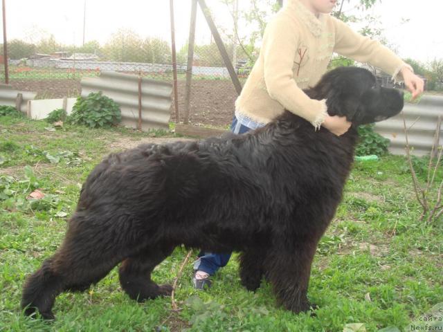 Фото: ньюфаундленд Pchiolkin Dom Avrora (Пчёлкин Дом Аврора)