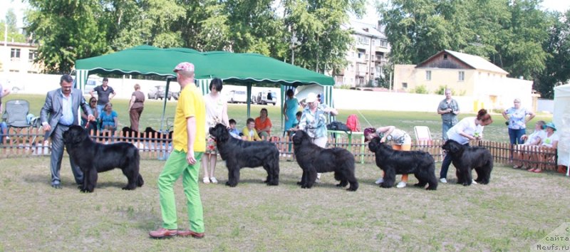 Фото: ньюфаундленд Zvezdnij Dar Afrodita (Звездный Дар Афродита), ньюфаундленд Transatlantika Nuo Ozo Kalvu, ньюфаундленд Aquatoriya Kelvin Undisputed Wins (Акватория Келвин Ундиспьютид Винс), ньюфаундленд Zhemchuzhnaya Fantazia iz Medvejyego Yara (Жемчужная Фантазия из Медвежьего Яра), ньюфаундленд Plushevaya Panda Udivitelnaja Kejt (Плюшевая Панда Удивительная Кейт)