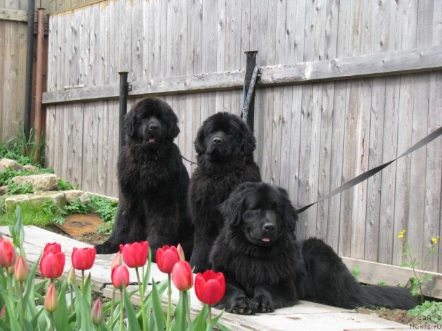 Фото: ньюфаундленд Al'fa Rikardo (Альфа Рикардо), ньюфаундленд Amulet Lyubvi i Schastya (Амулет Любви и Счастья), ньюфаундленд Akvilegiya Nejnaya (Аквилегия Нежная)