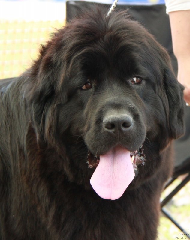 Фото: ньюфаундленд Plushevaya Panda Udivitelnaja Kejt (Плюшевая Панда Удивительная Кейт)