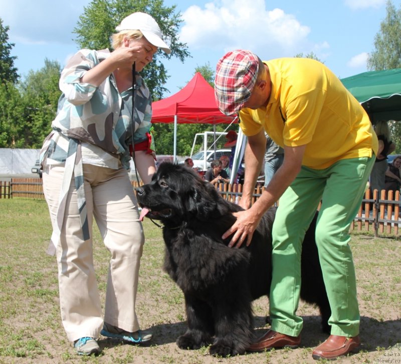 Фото: ньюфаундленд King of Helluland Just Love