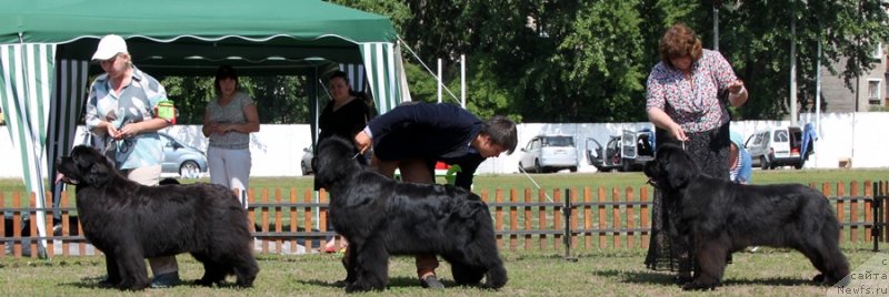 Фото: ньюфаундленд King of Helluland Just Love, ньюфаундленд Njufort Natali (Ньюфорт Натали), ньюфаундленд Radost Moya Dlya Sibirskogo Medvedya (Радость Моя для Сибирского Медведя)