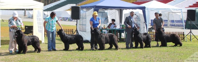 Фото: ньюфаундленд Aquatoria Kelvin Ursa High Spirit (Акватория Келвин Урса Хай Спирит), ньюфаундленд Akvatoriya Kelvin Tim Spirit (Акватория Келвин Тим Спирит), ньюфаундленд Akvatoriya Kelvin Zaskiya (Акватория Келвин Заския), ньюфаундленд Zvezdnij Dar Afrodita (Звездный Дар Афродита), ньюфаундленд King of Helluland Just Love