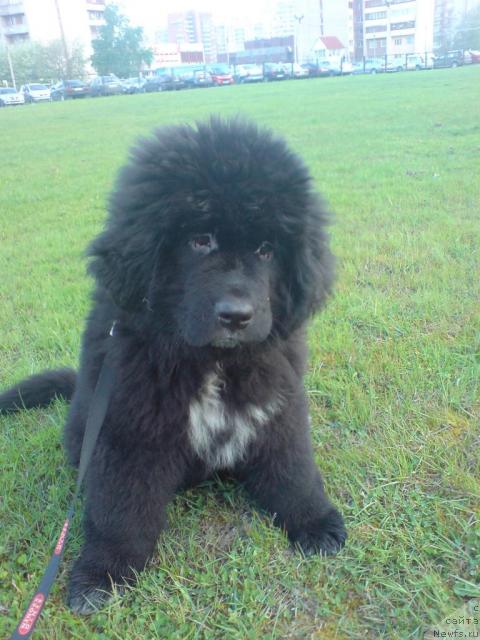 Фото: ньюфаундленд Piternyuf Zhizn' Horosha (Питерньюф Жизнь Хороша)