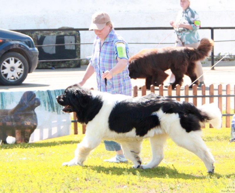 Фото: ньюфаундленд Super Premium Zheneva (Супер Премиум Женева)