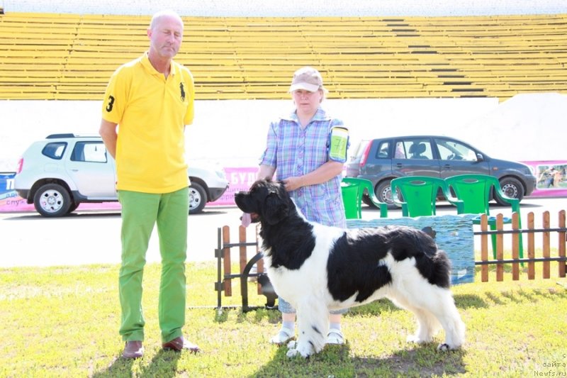 Фото: ньюфаундленд Super Premium Zheneva (Супер Премиум Женева)