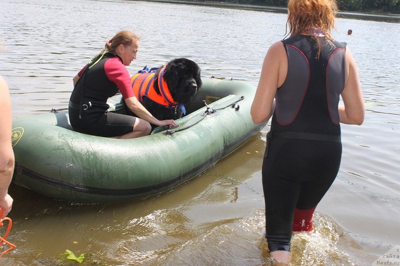 Фото: ньюфаундленд Toptyzhka Galatea Morskaya Nereida (Топтыжка Галатея Морская Нереида)