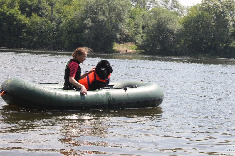Фото: ньюфаундленд Toptyzhka Galatea Morskaya Nereida (Топтыжка Галатея Морская Нереида)