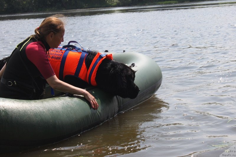 Фото: ньюфаундленд Toptyzhka Galatea Morskaya Nereida (Топтыжка Галатея Морская Нереида)