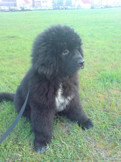 Фото: ньюфаундленд Piternyuf Zhizn' Horosha (Питерньюф Жизнь Хороша)