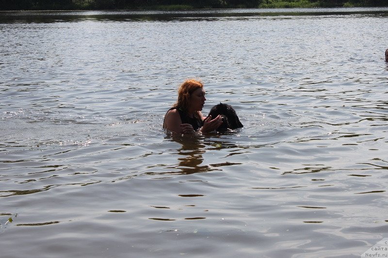 Фото: ньюфаундленд Toptyzhka Galatea Morskaya Nereida (Топтыжка Галатея Морская Нереида)