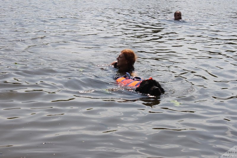 Фото: ньюфаундленд Toptyzhka Galatea Morskaya Nereida (Топтыжка Галатея Морская Нереида), Elizaveta Safiullina (Елизавета Сафиуллина)