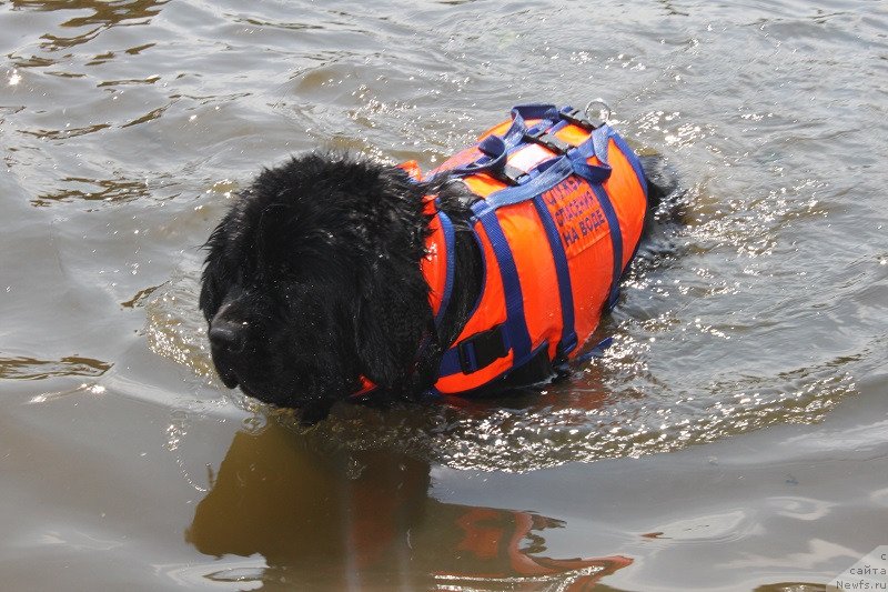 Фото: ньюфаундленд Toptyzhka Galatea Morskaya Nereida (Топтыжка Галатея Морская Нереида)