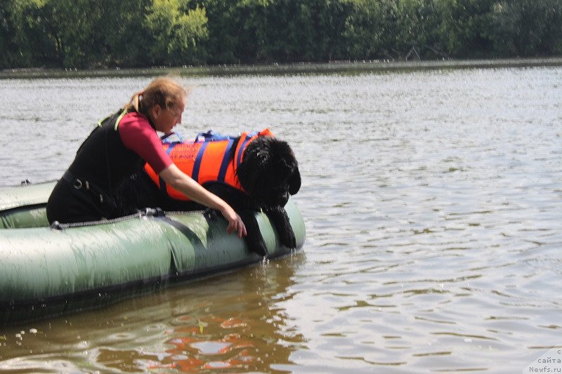 Фото: ньюфаундленд Toptyzhka Galatea Morskaya Nereida (Топтыжка Галатея Морская Нереида)