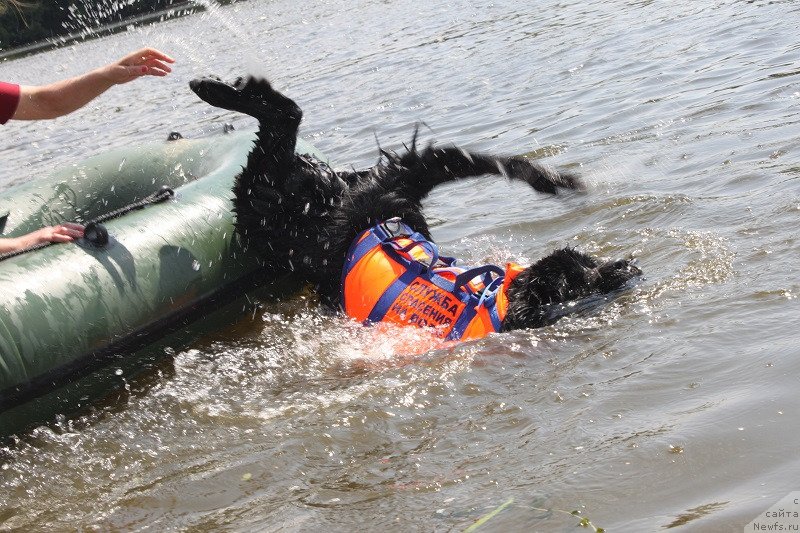 Фото: ньюфаундленд Toptyzhka Galatea Morskaya Nereida (Топтыжка Галатея Морская Нереида)