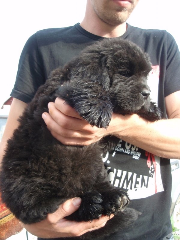 Фото: ньюфаундленд Dar Svezyi Akuna Matata (Дар Свезы Акуна Матата), ньюфаундленд Super Premium Brabus (Супер Премиум Брабус)