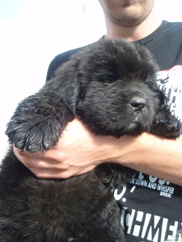 Фото: сын, ньюфаундленд Dar Svezyi Akuna Matata (Дар Свезы Акуна Матата), ньюфаундленд Super Premium Brabus (Супер Премиум Брабус)