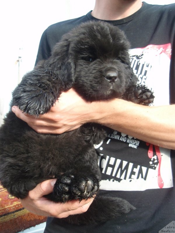 Фото: сын, ньюфаундленд Dar Svezyi Akuna Matata (Дар Свезы Акуна Матата), ньюфаундленд Super Premium Brabus (Супер Премиум Брабус)