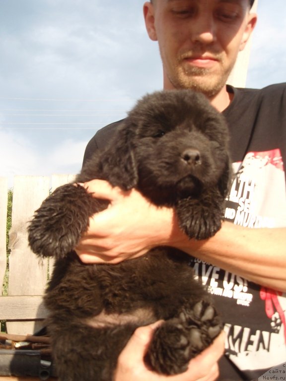 Фото: дочь, ньюфаундленд Dar Svezyi Akuna Matata (Дар Свезы Акуна Матата), ньюфаундленд Super Premium Brabus (Супер Премиум Брабус)