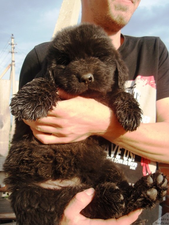 Фото: дочь, ньюфаундленд Dar Svezyi Akuna Matata (Дар Свезы Акуна Матата), ньюфаундленд Super Premium Brabus (Супер Премиум Брабус)