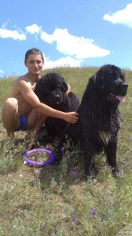 Фото: ньюфаундленд Vivat Brave Master Super Mishka, ньюфаундленд Baffi (Баффи)