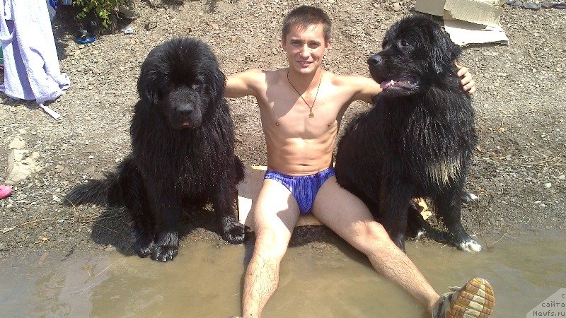 Фото: ньюфаундленд Vivat Brave Master Super Mishka, ньюфаундленд Baffi (Баффи)