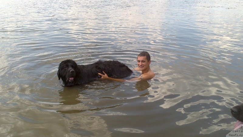 Фото: ньюфаундленд Arna (Арна)