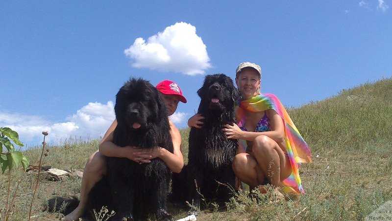 Фото: ньюфаундленд Vivat Brave Master Super Mishka, Ol'ga Malyihina (Ольга Малыхина), ньюфаундленд Baffi (Баффи), Natal'ya Afanas'eva (Наталья Афанасьева)