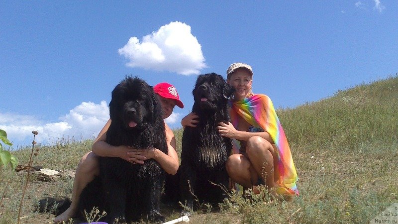 Фото: ньюфаундленд Vivat Brave Master Super Mishka, Ol'ga Malyihina (Ольга Малыхина), ньюфаундленд Baffi (Баффи), Natal'ya Afanas'eva (Наталья Афанасьева)