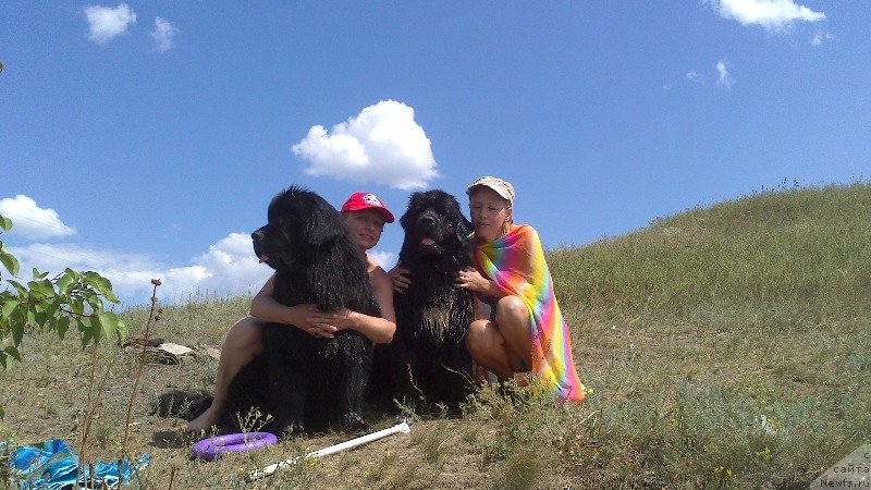 Фото: ньюфаундленд Vivat Brave Master Super Mishka, Ol'ga Malyihina (Ольга Малыхина), ньюфаундленд Baffi (Баффи), Natal'ya Afanas'eva (Наталья Афанасьева)