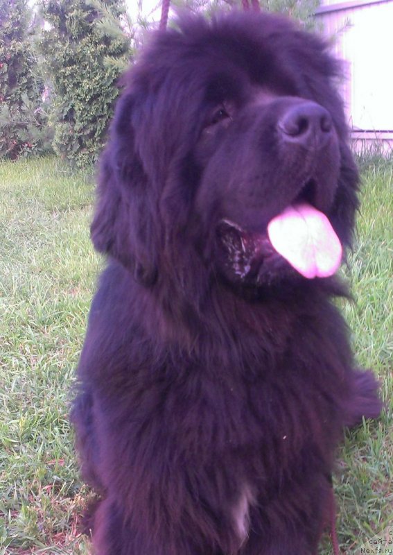 Фото: ньюфаундленд Sent Djons YUkatan (Сент Джонс Юкатан)