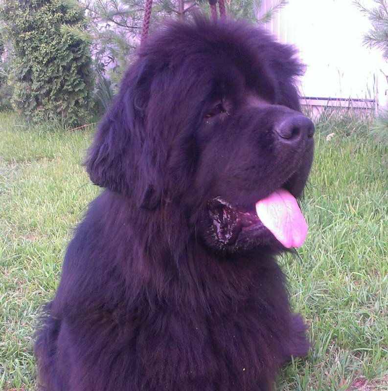 Фото: ньюфаундленд Sent Djons YUkatan (Сент Джонс Юкатан)