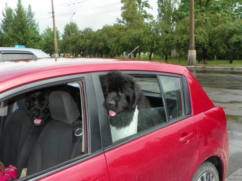 Фото: ньюфаундленд Baffi (Баффи), ньюфаундленд Vivat Brave Master Super Mishka