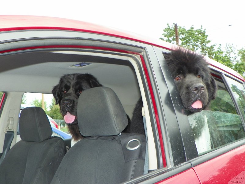 Фото: ньюфаундленд Baffi (Баффи), ньюфаундленд Vivat Brave Master Super Mishka