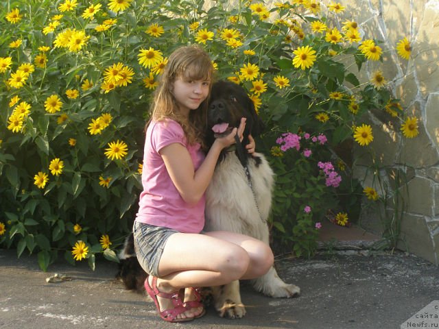 Фото: ньюфаундленд Amanda Arctic Bell Super Mishka