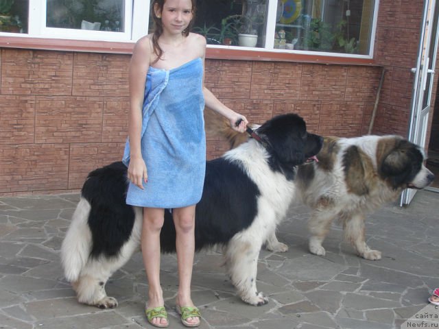 Фото: ньюфаундленд Amanda Arctic Bell Super Mishka