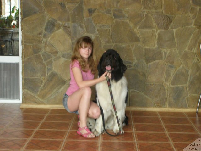 Фото: ньюфаундленд Amanda Arctic Bell Super Mishka