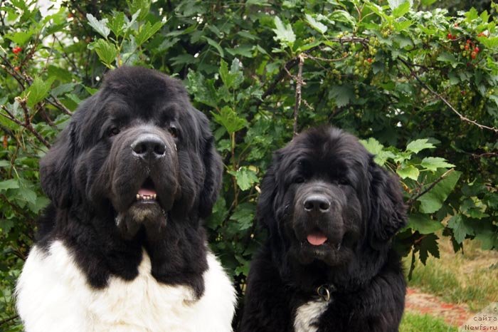 Фото: ньюфаундленд Super Premium Zhodo Ferolli (Супер Премиум Жодо Феролли), ньюфаундленд Super Bizon Indiya (Супер Бизон Индия)