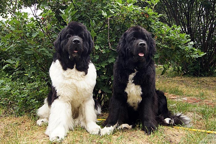 Фото: ньюфаундленд Super Premium Zhodo Ferolli (Супер Премиум Жодо Феролли), ньюфаундленд Super Bizon Indiya (Супер Бизон Индия)