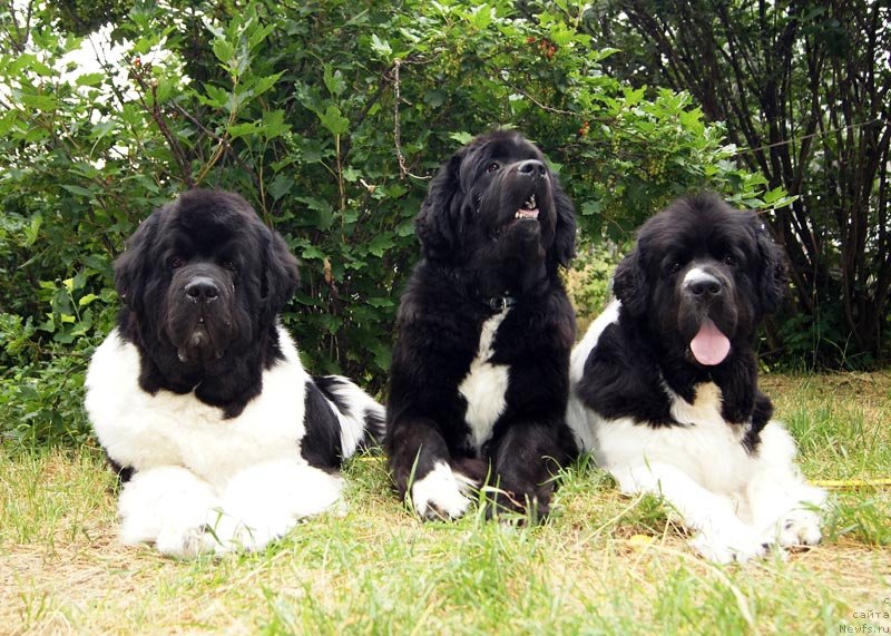 Фотография № 130790