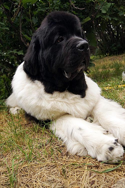 Фото: ньюфаундленд Super Premium Zhodo Ferolli (Супер Премиум Жодо Феролли)