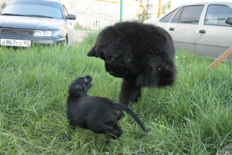 Фото: ньюфаундленд Beguschaya po Volnam Zero Kool (Бегущая по Волнам Зеро Коол)