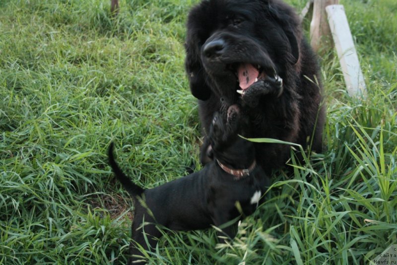 Фото: ньюфаундленд Beguschaya po Volnam Zero Kool (Бегущая по Волнам Зеро Коол)